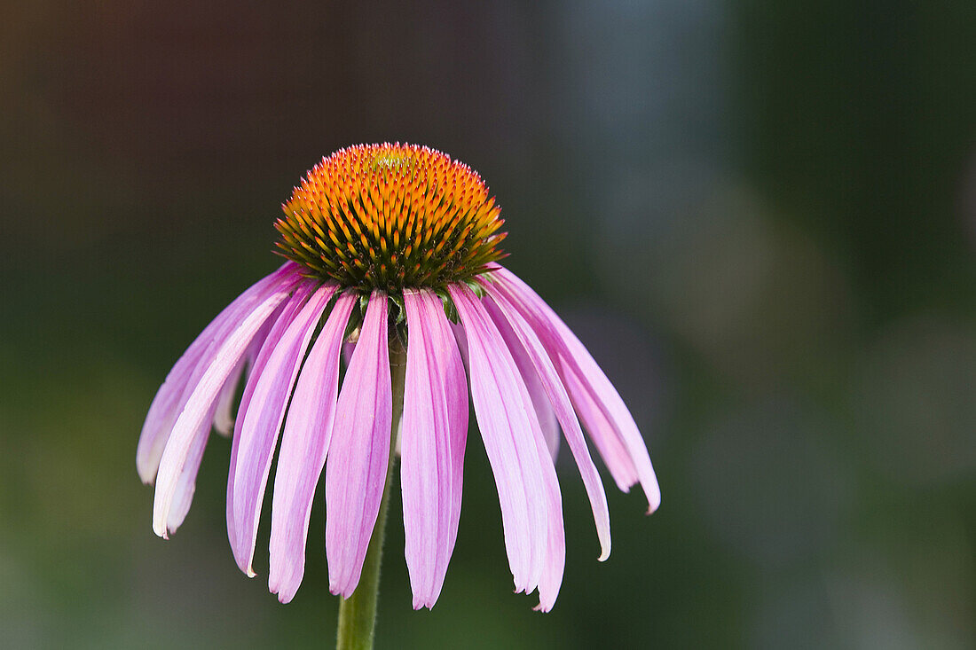 Koniferenblüte