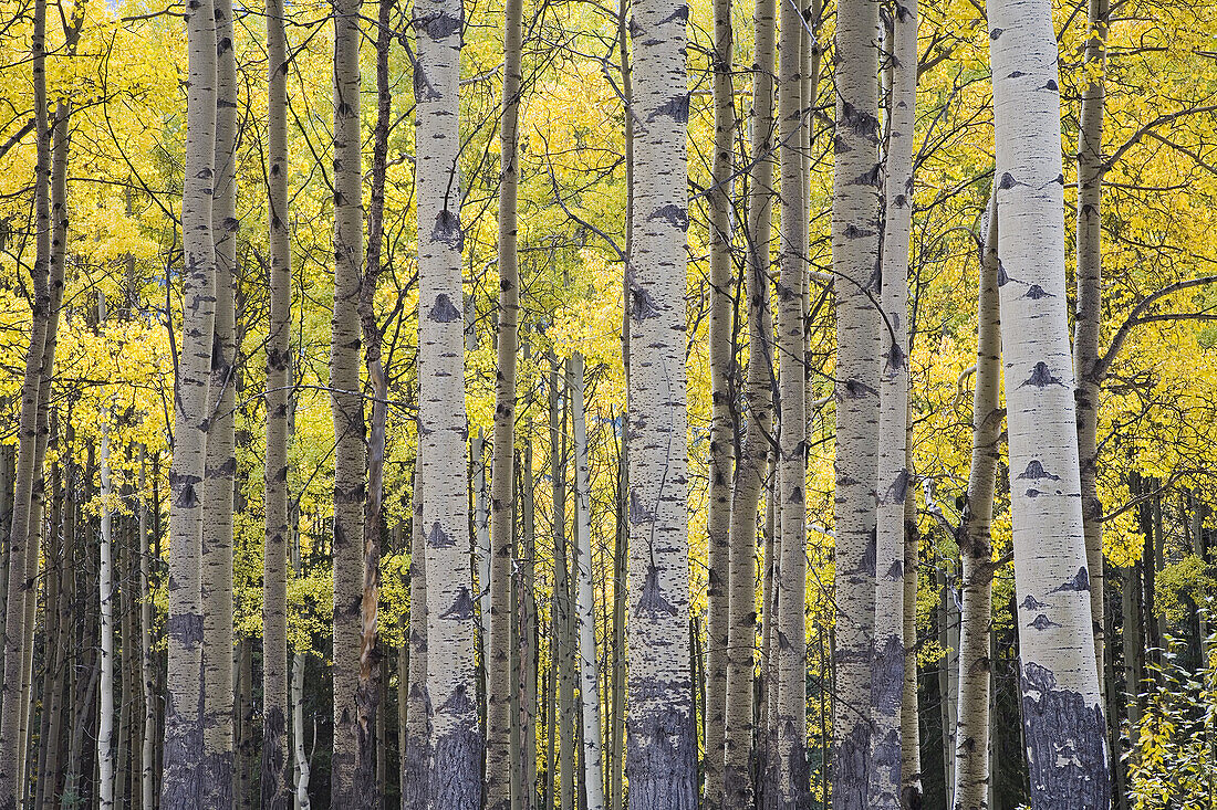 Espenhain im Herbst, Banff National Park, Alberta, Kanada