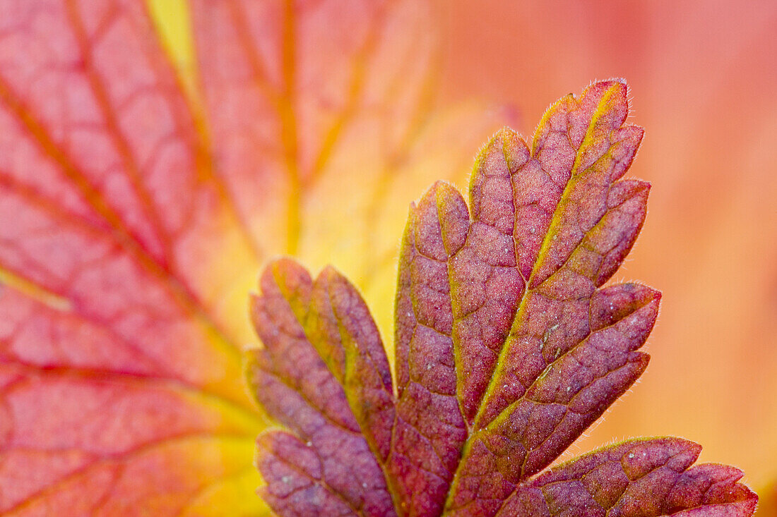 Close-Up of Autumn Leaves