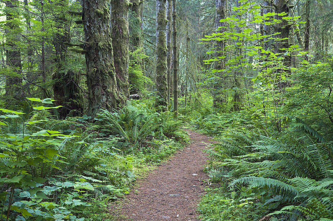 Weg durch den Wald, Elk Falls Provincial Park, Vancouver Island, British Columbia, Kanada