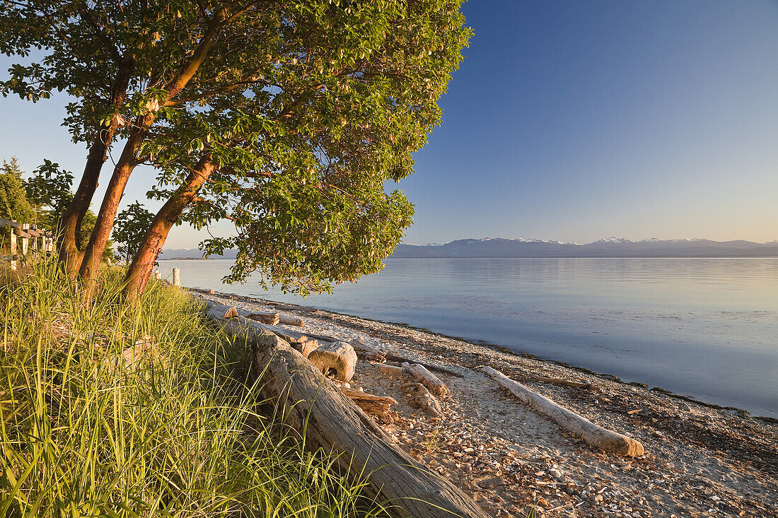 Baum und Treibholz am Strand, Smelt Bay Provincial Park, British Columbia, Kanada