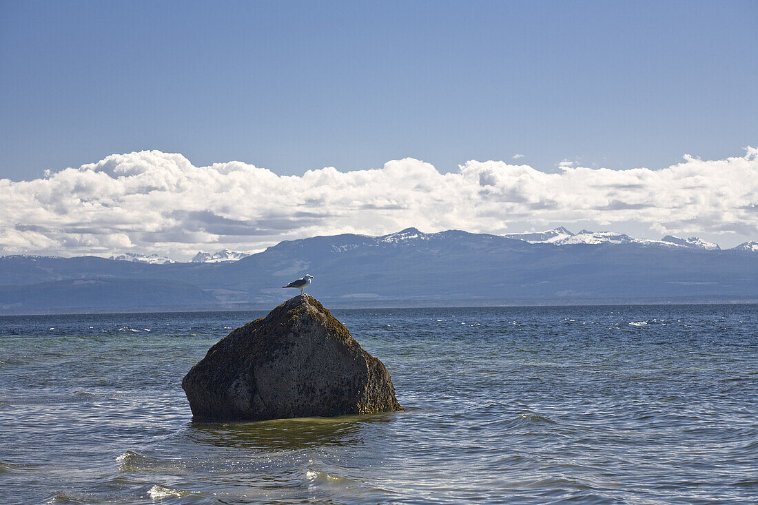Gull on Rock in Ocean,Cortes Island,British Columbia,Canada