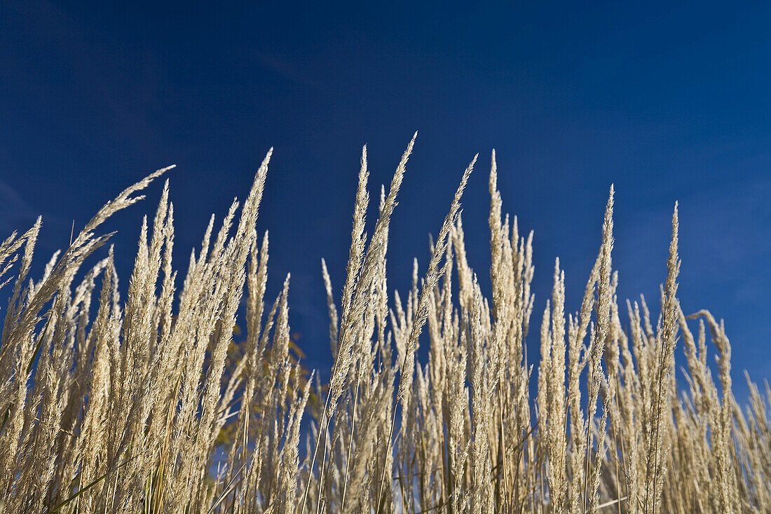 Long Grass and Sky