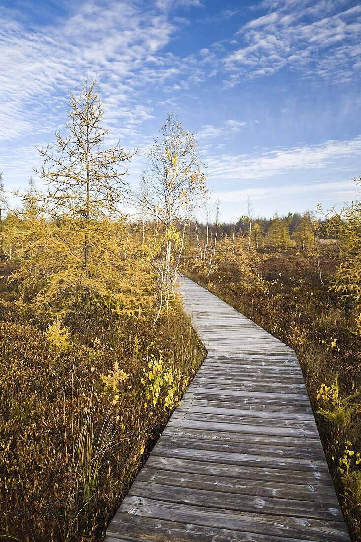 Uferpromenade im Moor,Mer Bleue Conservation Area,Ottawa,Ontario,Kanada