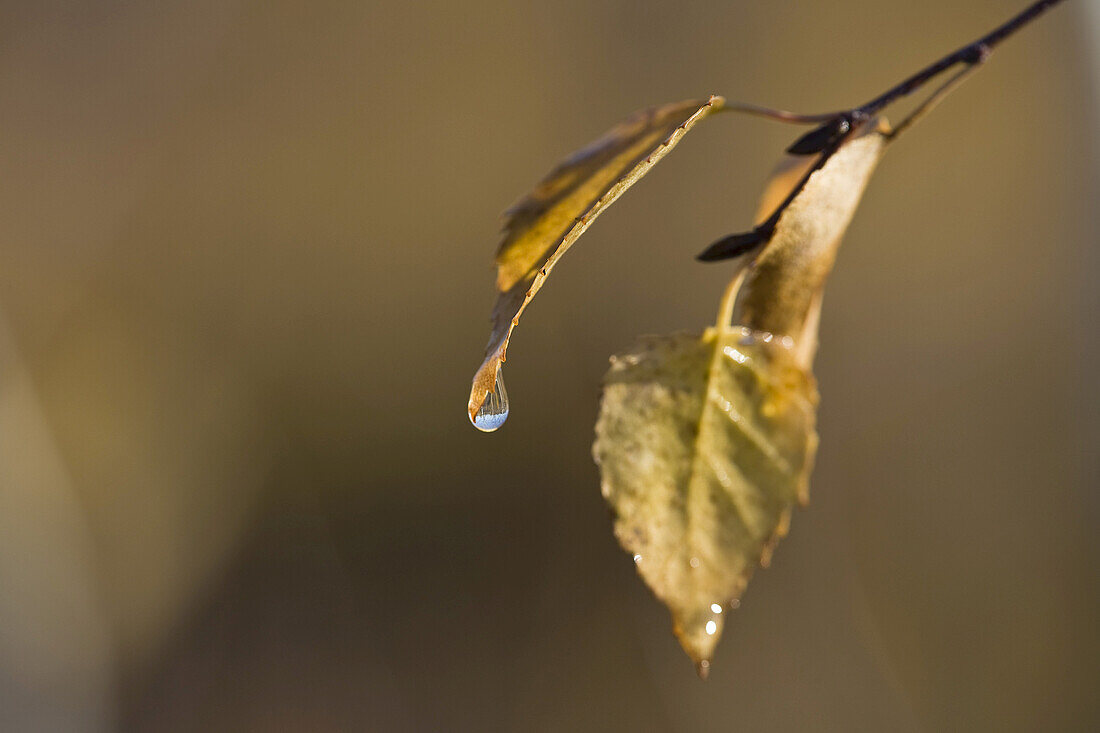 Birch Leaves,Mer Bleue Bog,Ottawa,Ontario,Canada