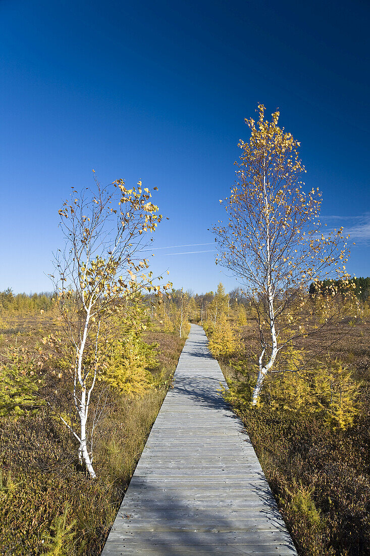 Uferweg im Moor, Mer Bleue Conservation Area, Ottawa, Ontario, Kanada
