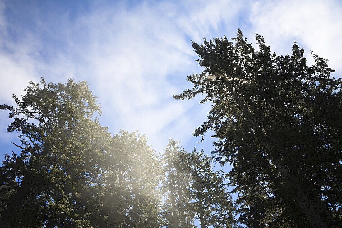 Temperate Rainforest,Long Beach,Pacific Rim National Park,Vancouver Island,British Columbia,Canada