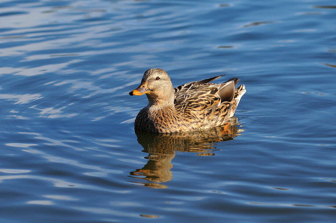 Mallard