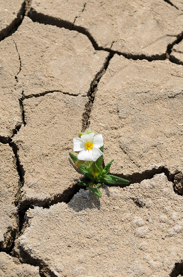 Flower Growing in Cracked Earth