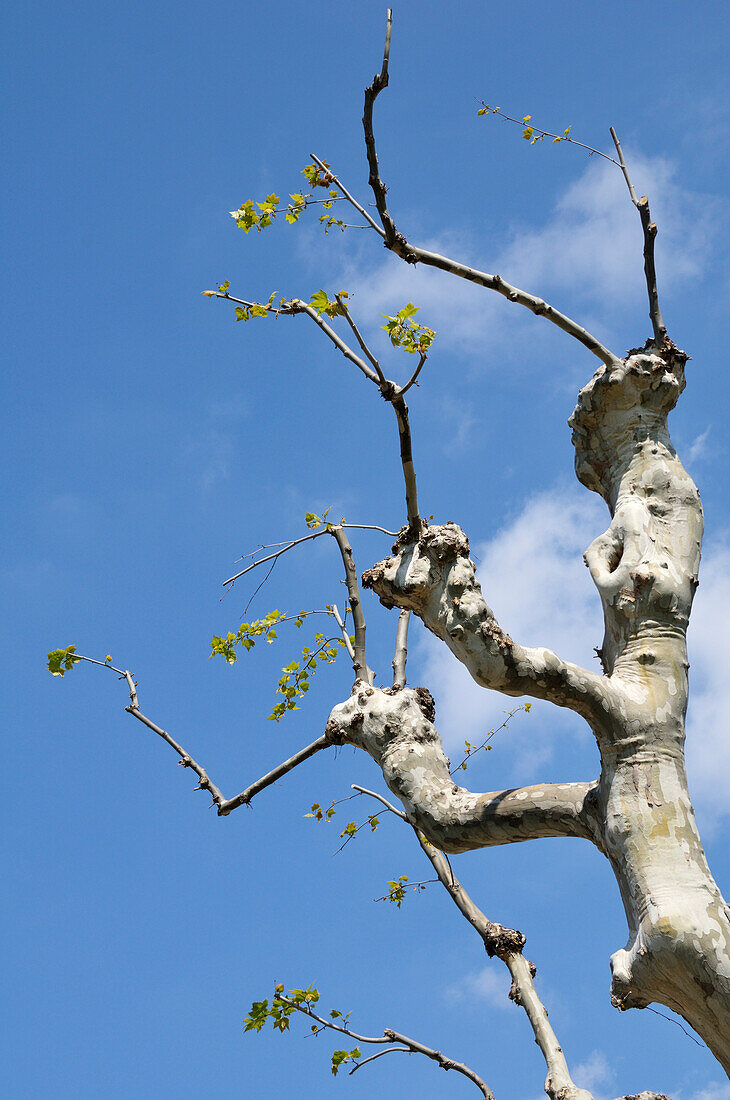 Knospen an Baumzweigen, Aubagne, Provence, Frankreich