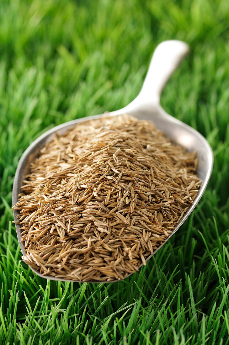 Grass Seed