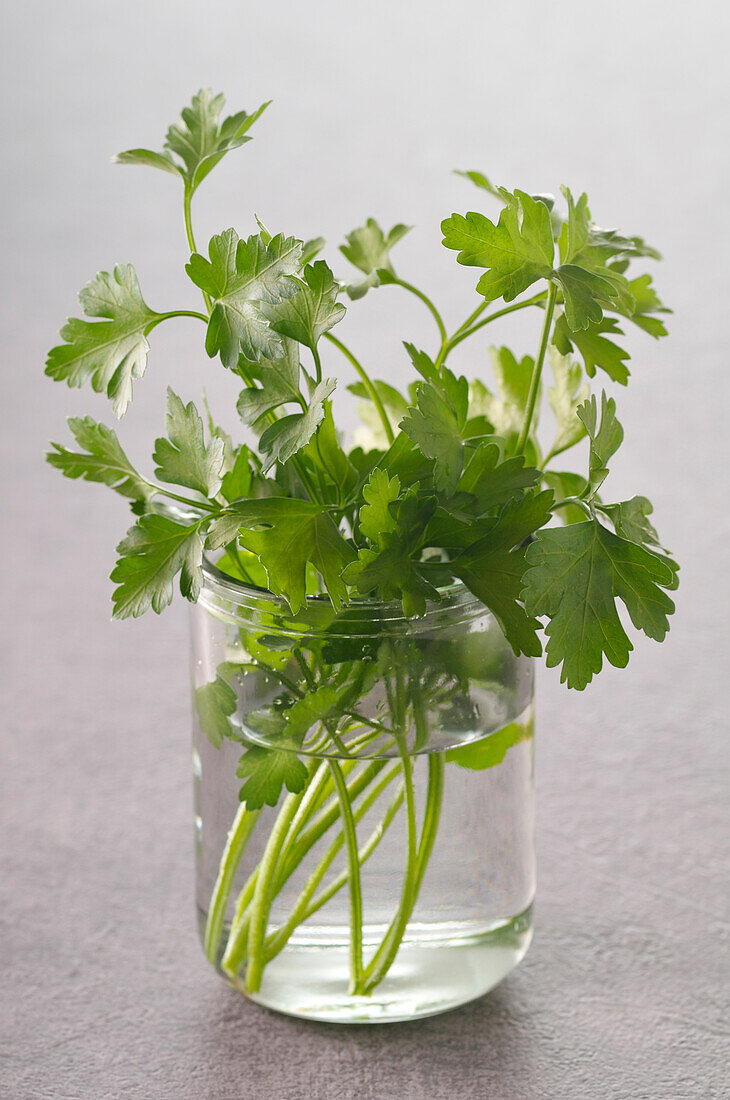 Cilantro in Glass of Water