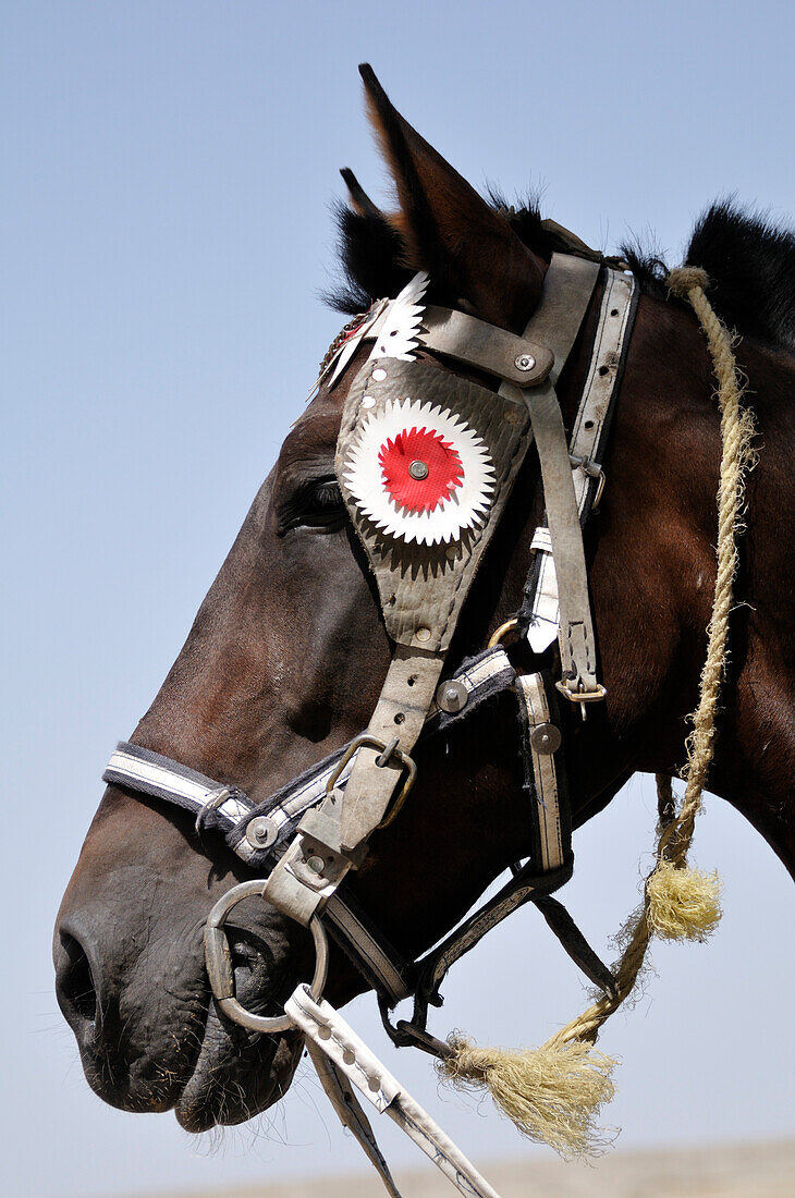 Close-up of Horse,Meknes,Morocco