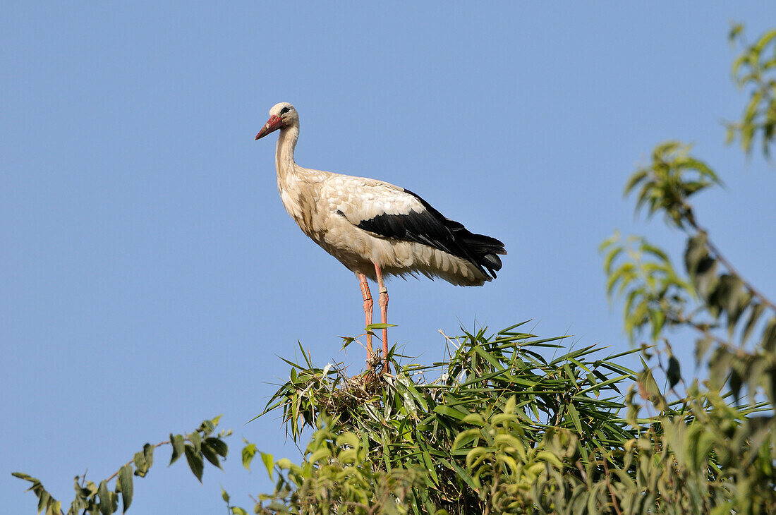 Weißstorch in Baumkrone,Chellah,Marokko