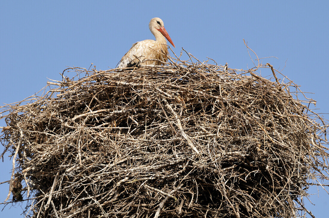 White Stork in Nest,Chellah,Morocco