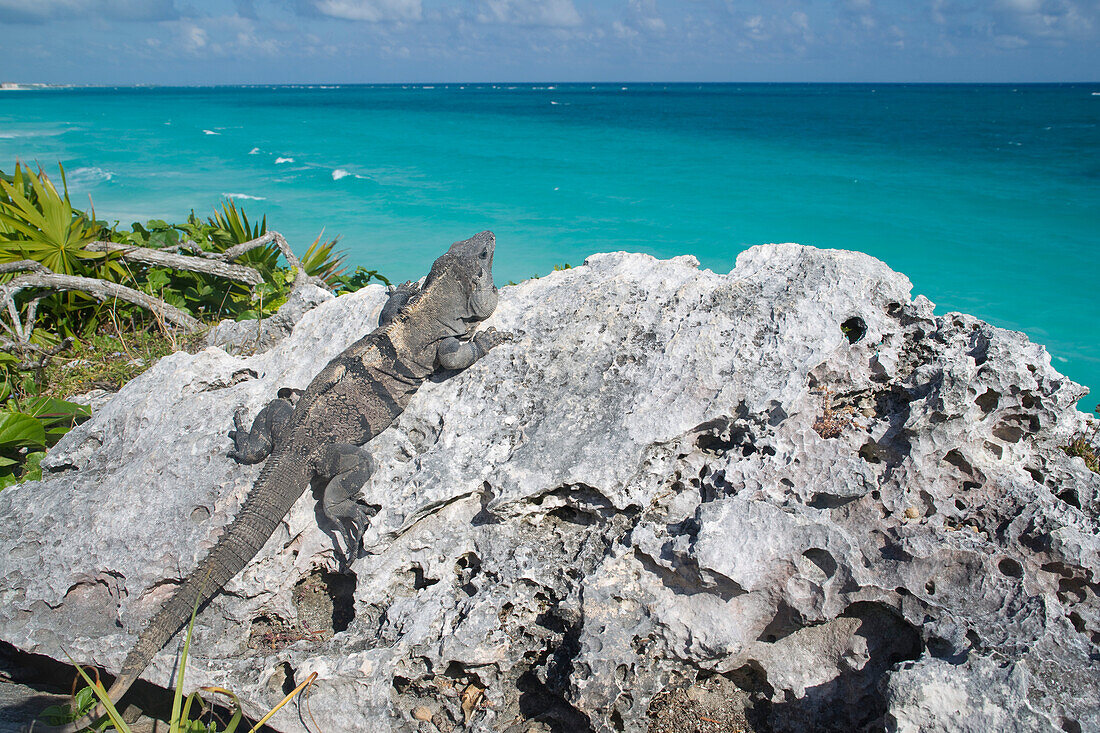 Leguan,Reef Playacar Resort and Spa Hotel,Playa del Carmen,Quintana Roo,Yucatan-Halbinsel,Mexiko