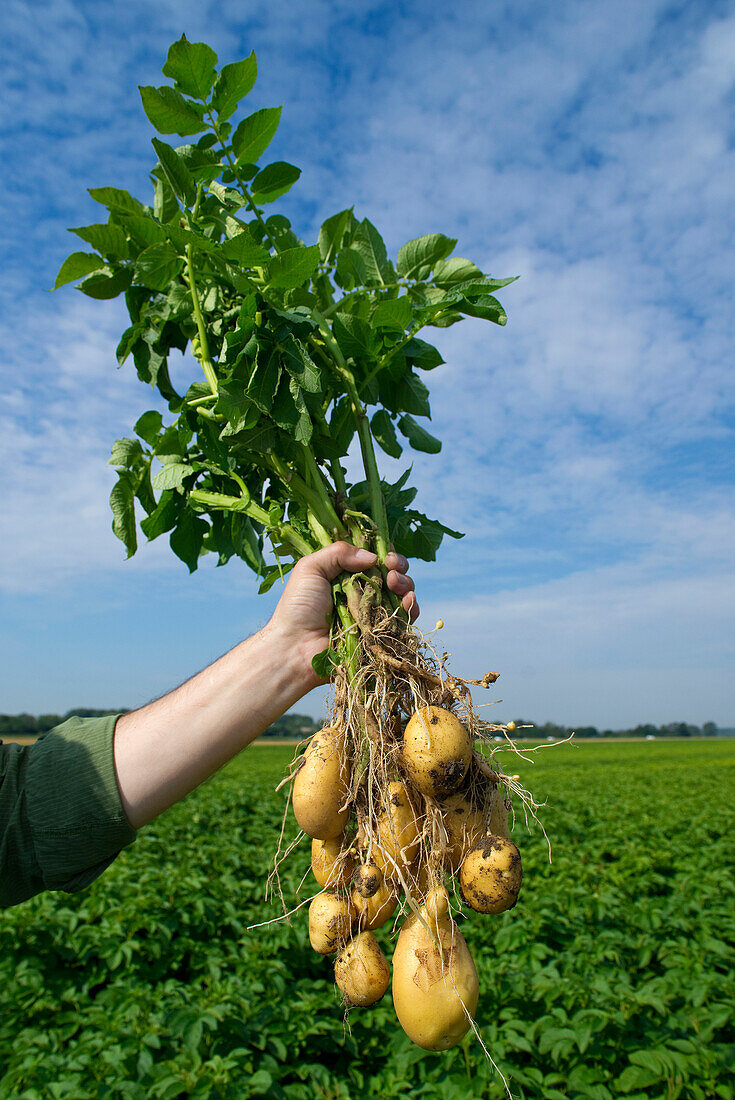 Nahaufnahme einer männlichen Hand, die eine Kartoffelpflanze auf einem Feld hält, während der Kartoffelernte, Deutschland