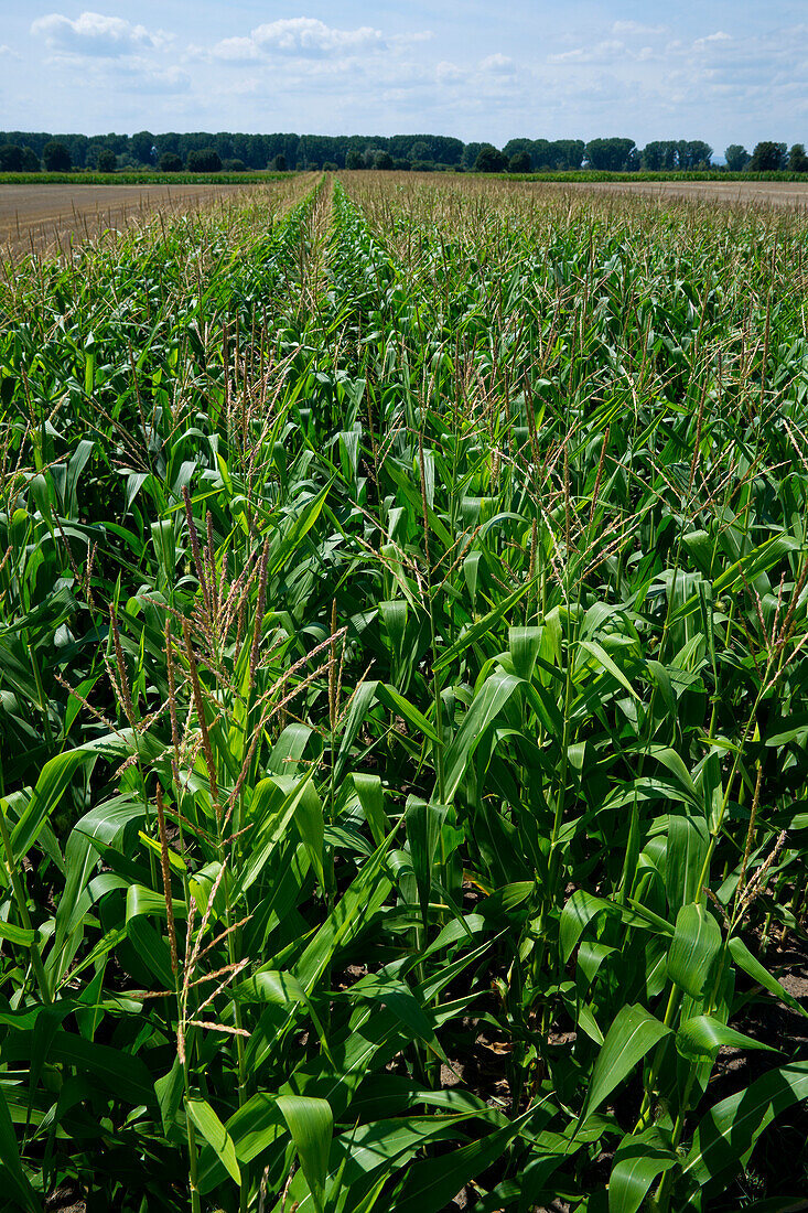 Overview of corn field,Germany