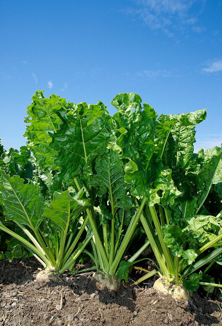 Close-up of beet plants in field,Germany