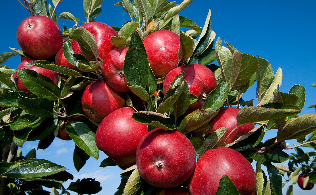 Nahaufnahme von roten Äpfeln, die an einem Apfelbaum hängen,Deutschland