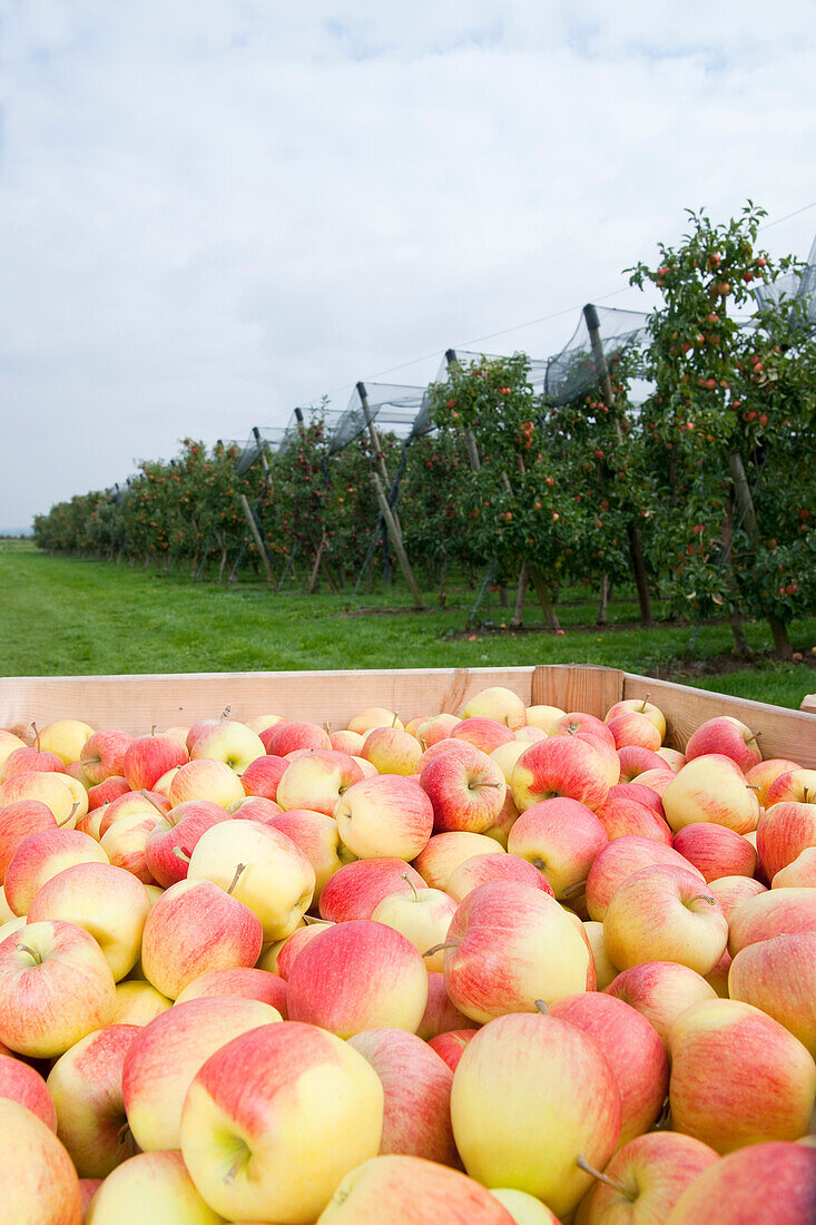 Großaufnahme von mit Äpfeln gefüllten Kisten vor einem Feld mit Reihen von Apfelbäumen im Obstgarten bei der Ernte,Deutschland