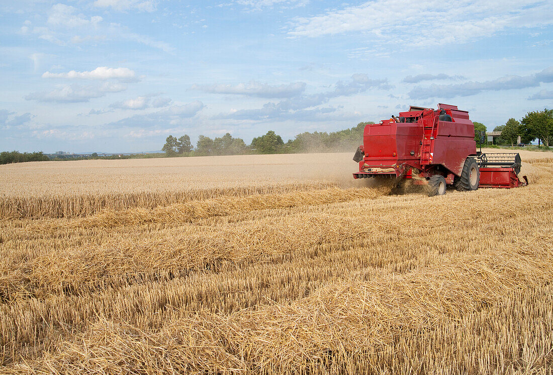 Harvester in wheat field cutting wheat,Germany