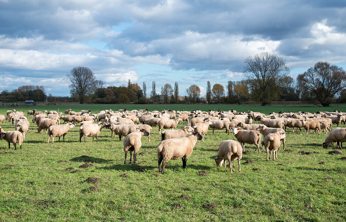 Blick auf Schafe auf der Weide, Edenkoben, Rheinland-Pfalz, Deutschland