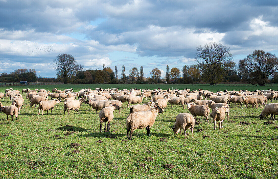 Scenic view of sheep grazing in pasture,Edenkoben,Rhineland-Palatinate,Germany