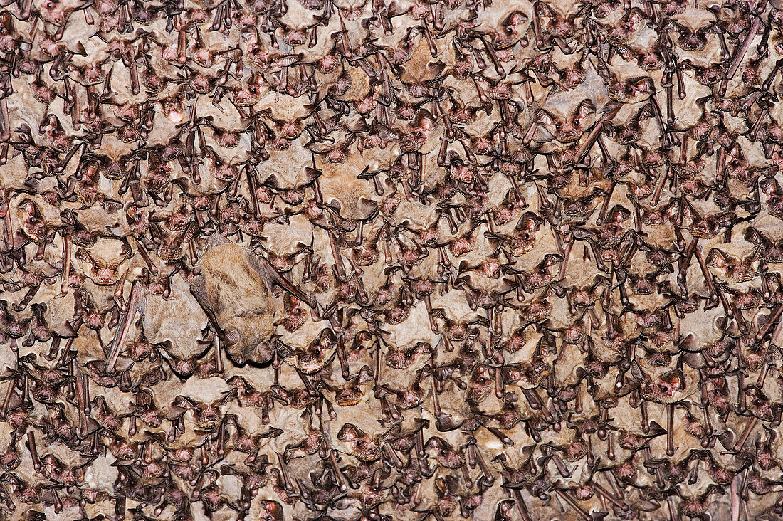 Mexican Free-Tailed Bats Roosting