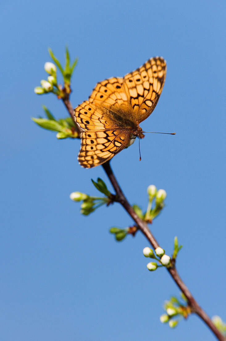 Variegated Fritillary Butterfly