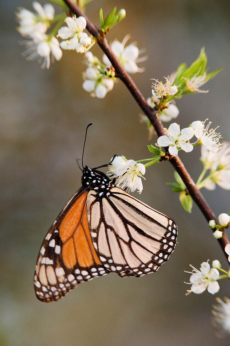 Monarch Butterfly on Branch