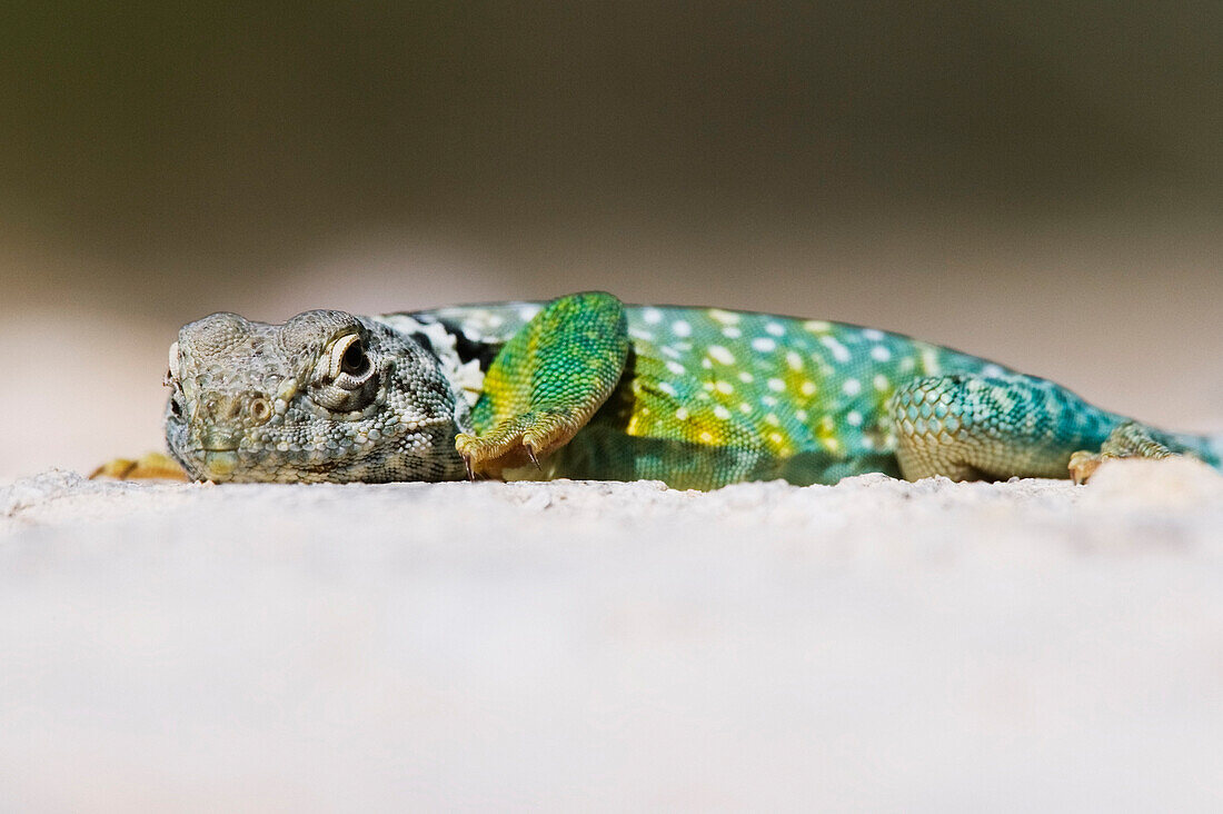 Collared Lizard