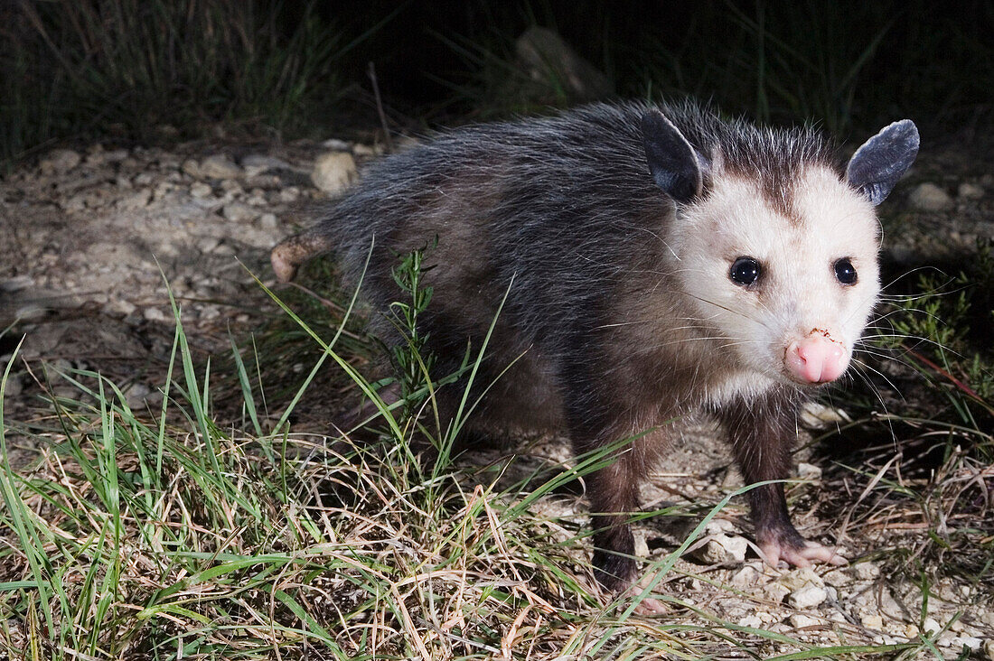 Opossum bei Nacht