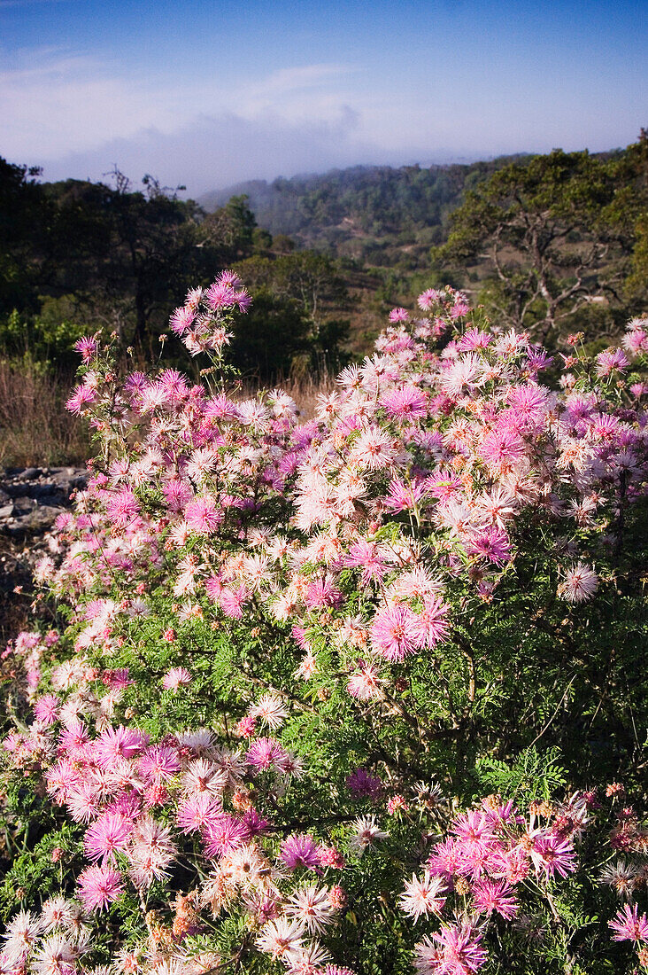 Blühender Mimosenstrauch am Berghang,Texas,USA