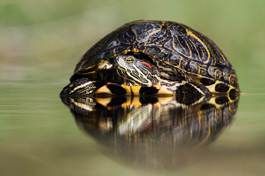 Red-Eared Slider Turtle