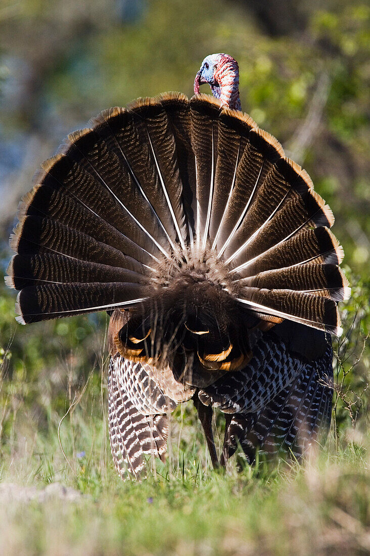 Rio Grande Wild Turkey