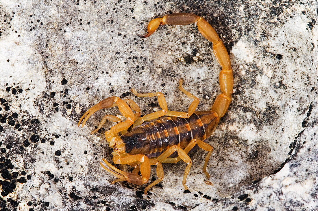 Skorpion auf Felsen