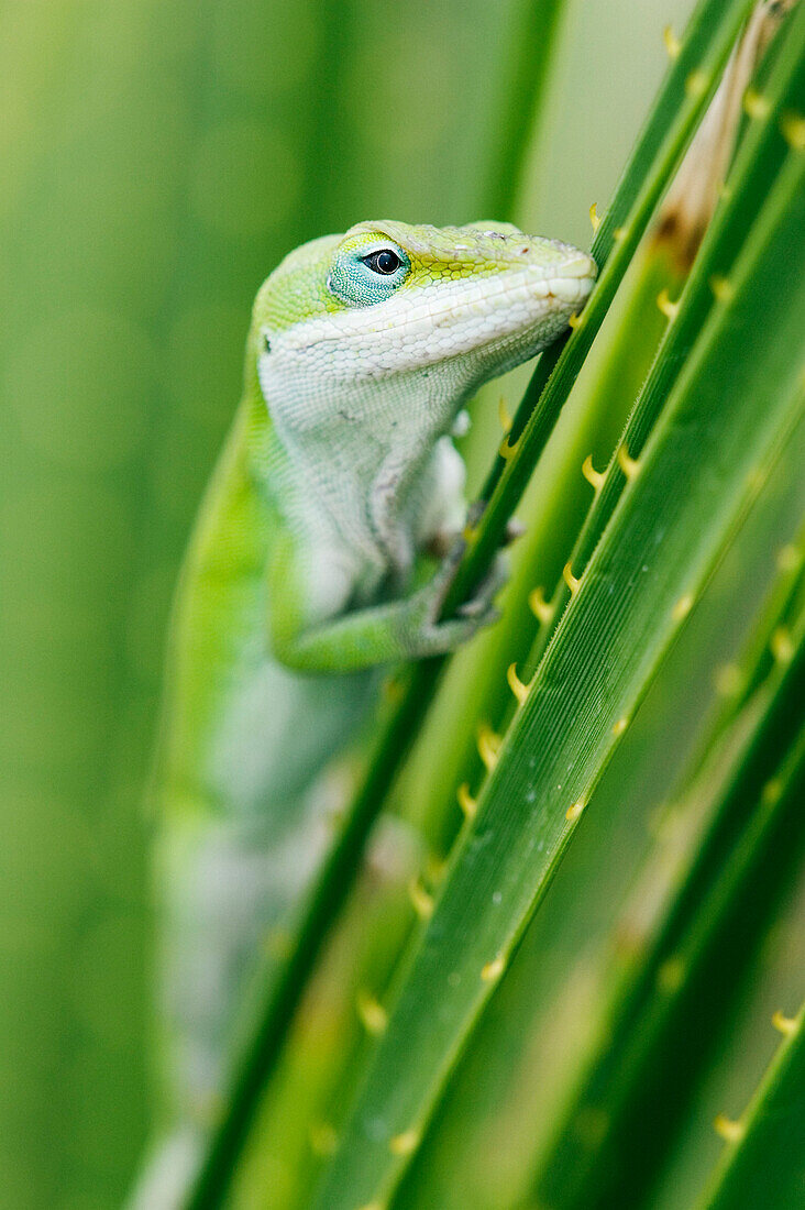 Grüne Anolis-Eidechse