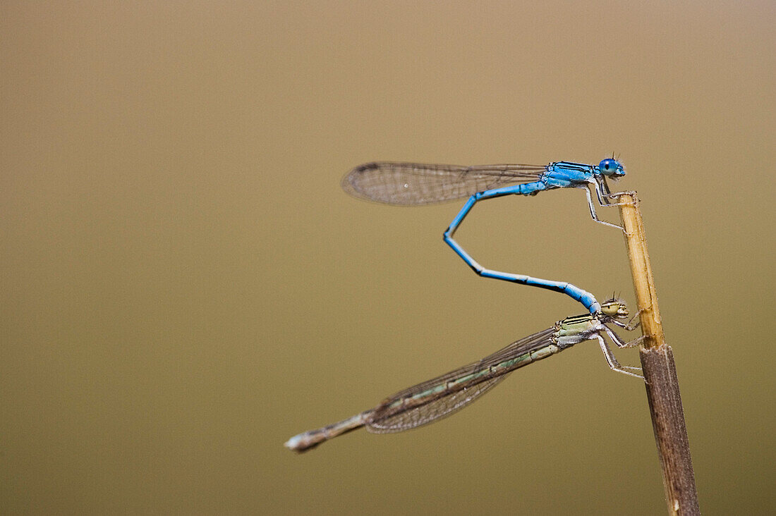 Mating Damselflies