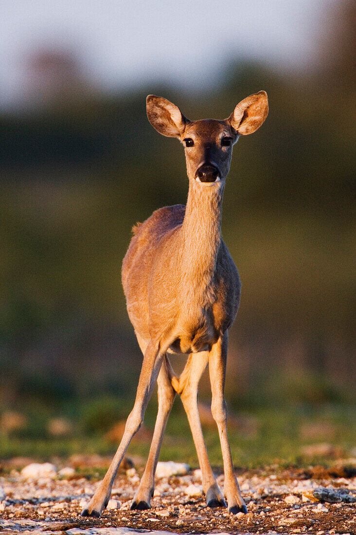 White-tailed Deer