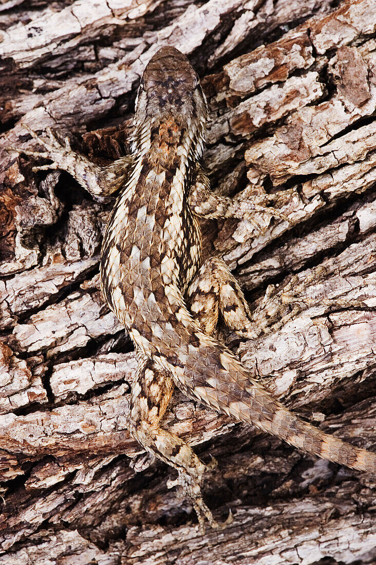 Texas Spiny Lizard on Tree