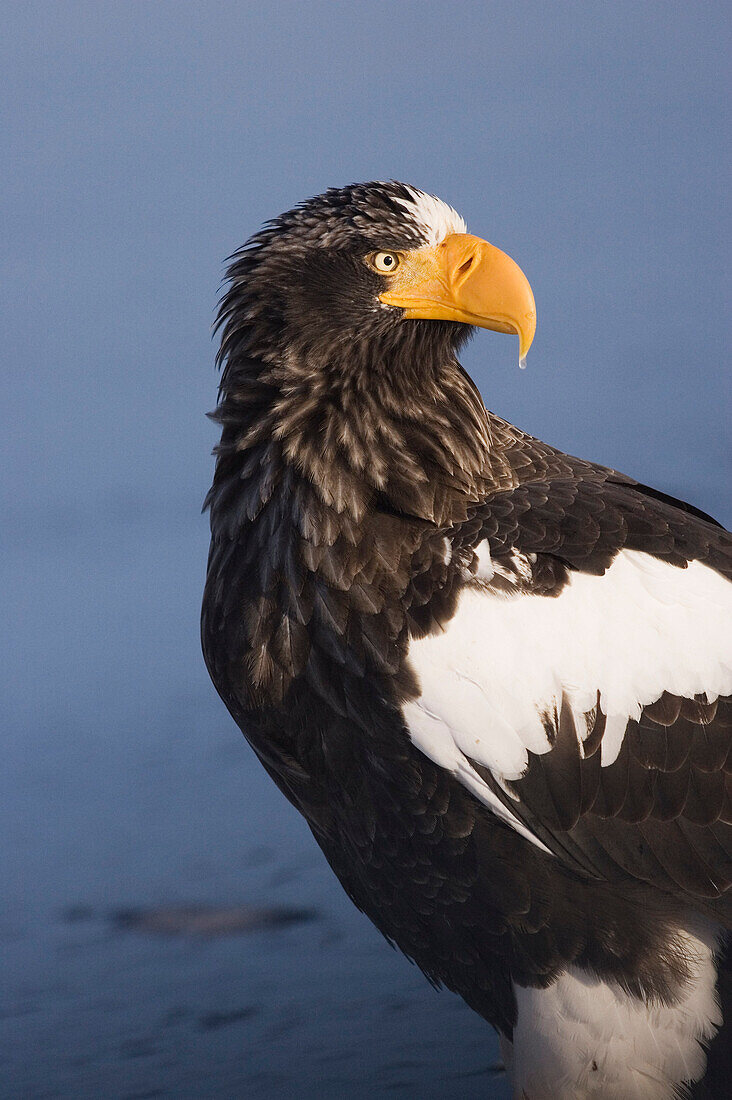 Riesenseeadler,Nemuro-Kanal,Rausu,Hokkaido,Japan