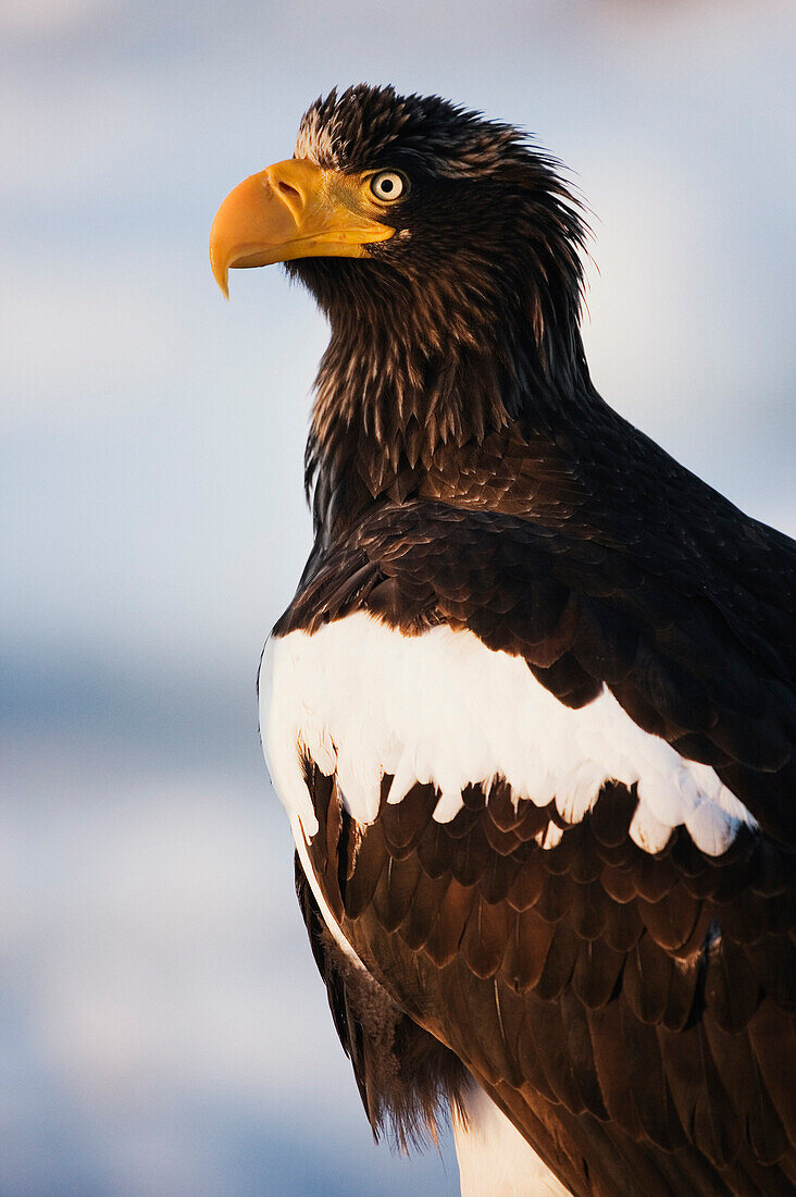 Steller's Sea Eagle,Nemuro Channel,Rausu,Hokkaido,Japan