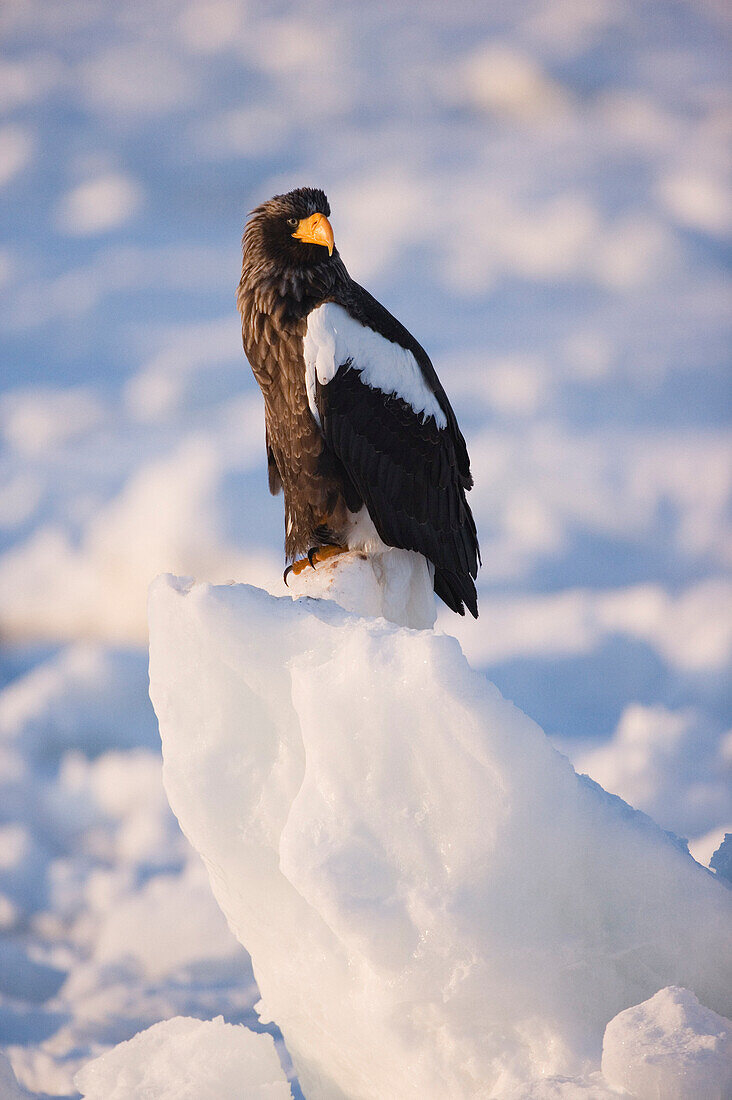 Steller's Sea Eagle,Nemuro Channel,Rausu,Hokkaido,Japan