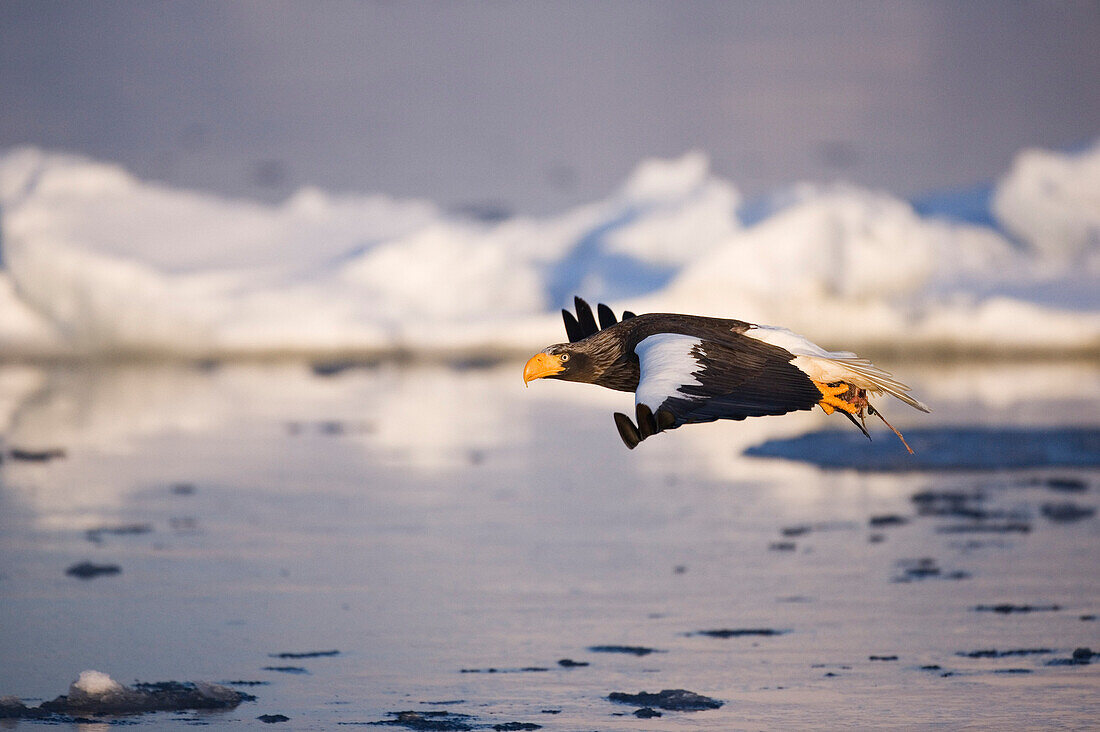 Steller's Sea Eagle,Nemuro Channel,Rausu,Hokkaido,Japan