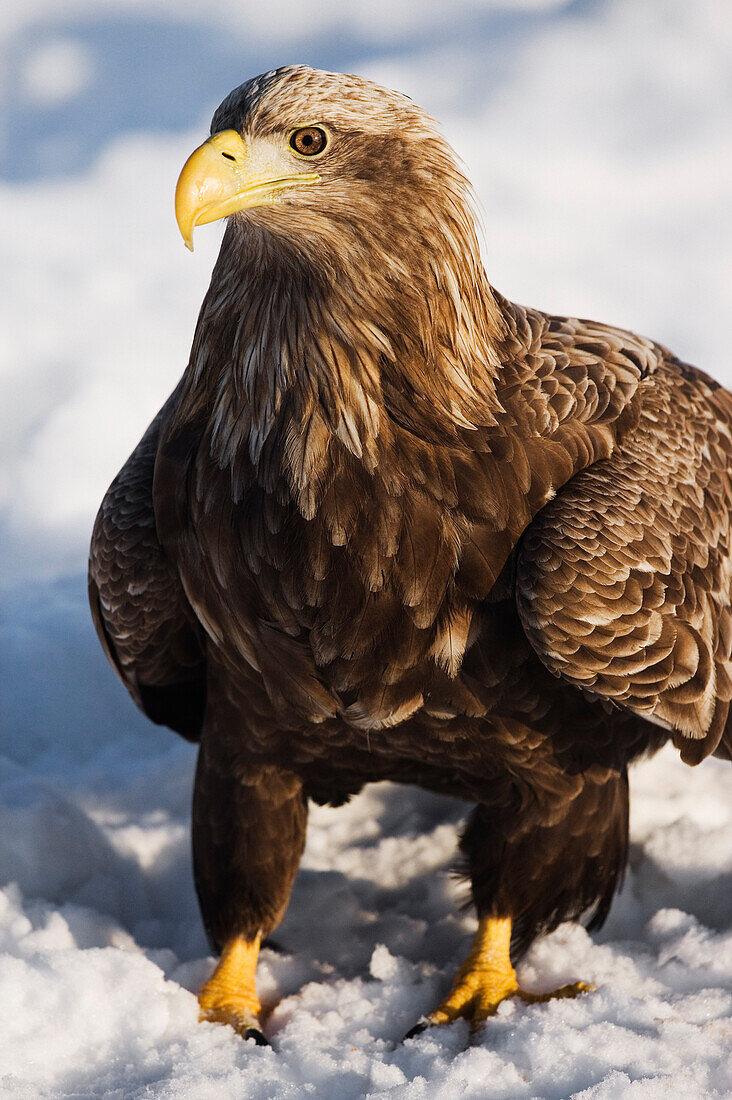 White-tailed Eagle,Shiretoko Peninsula,Rausu,Hokkaido,Japan