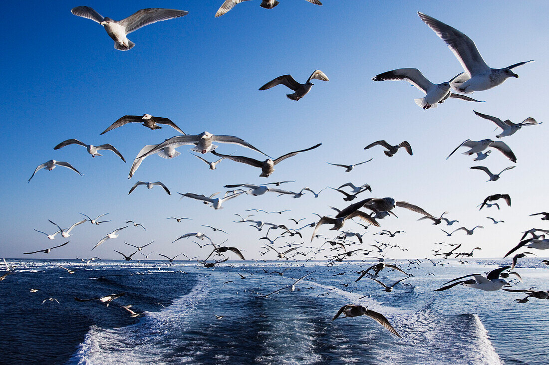 Seagulls Following Boat,Nemuro Channel,Shiretoko Peninsula,Hokkaido,Japan