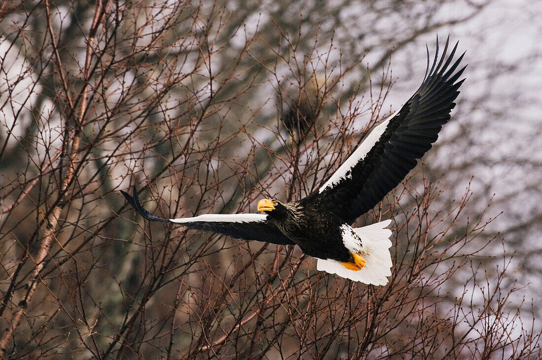 Steller's Sea Eagle,Shiretoko Peninsula,Hokkaido,Japan