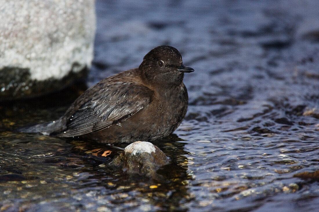 Brown Dipper,Shiretoko Peninsula,Hokkaido,Japan