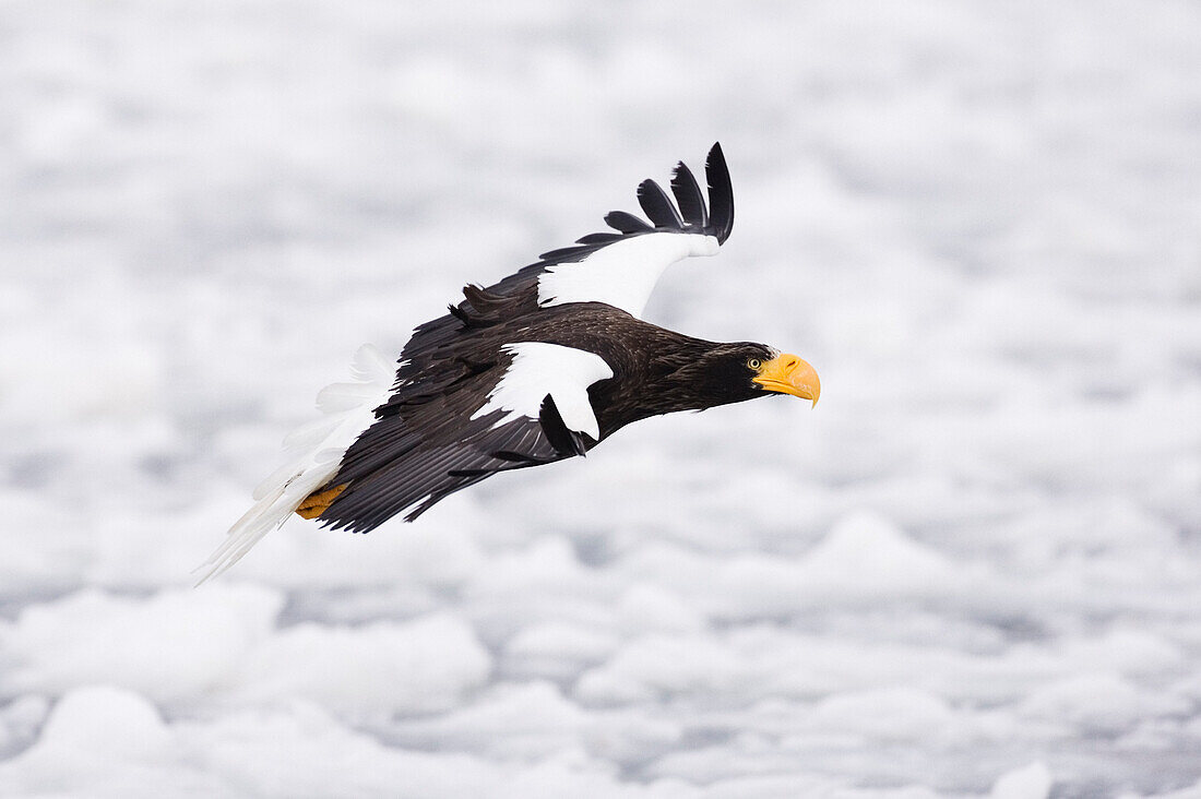 Riesenseeadler im Flug,Shiretoko-Halbinsel,Hokkaido,Japan